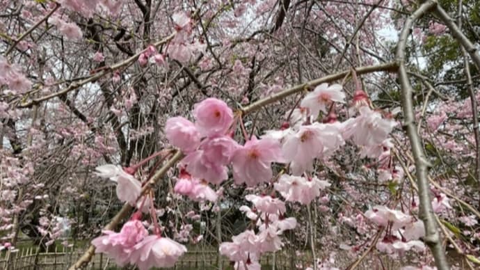 弘法寺ぐほうじ　の　枝垂れ桜