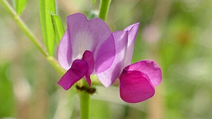 長閑な春の野の花散歩