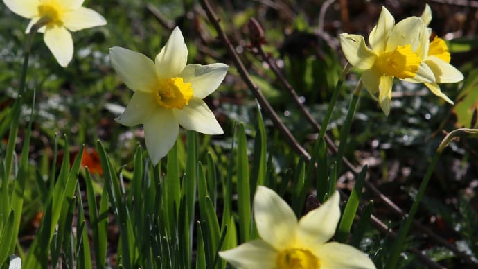 北海道の春から初夏の花、水仙1-3