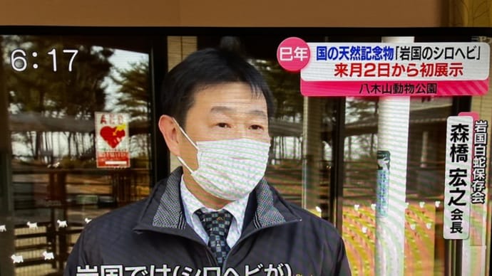 「岩国のシロヘビ」に会えるチャンス到来