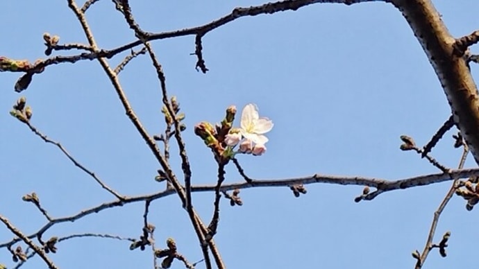 今日は暖か、桜の便り