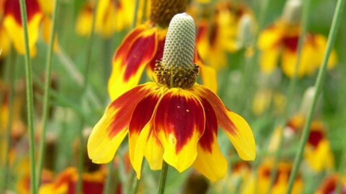 夏~秋の花:ラティビダ