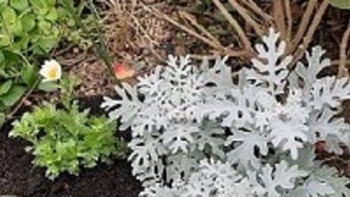 冬支度*パンジーの植付けと白妙菊の花壇づくりとゼラニウムの剪定とジャガイモ掘りをしたとですッ(=゚ω゚)ノ