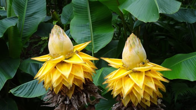 咲くやこの花館シリーズ あっちこっち編