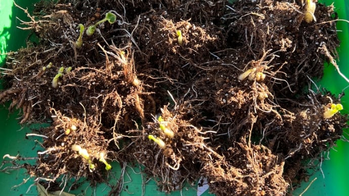 ラナンキュラスラックスの植え替え〜溶けた球根無事発芽した球根の違いとは?