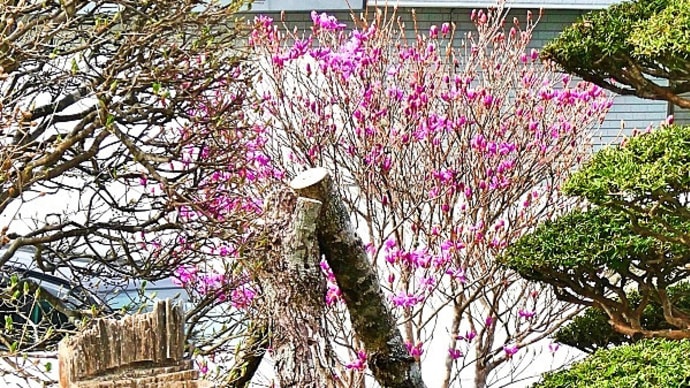 北辺の地・釧路の我が猫額庭園で、ようやくミツバツツジの開花宣言です