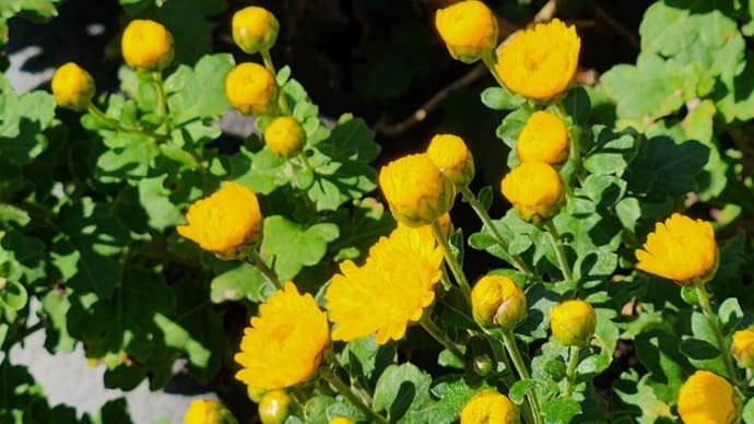 小菊(黄)
