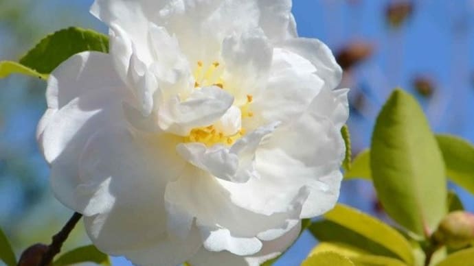 サザンカの花 2020~21(7)~「朝倉」