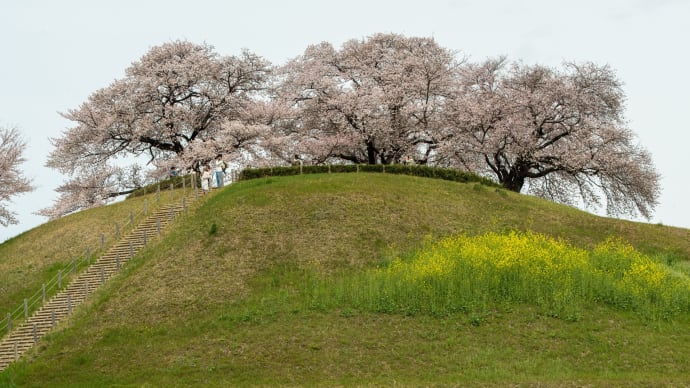 2023春分　古墳桜と桜並木