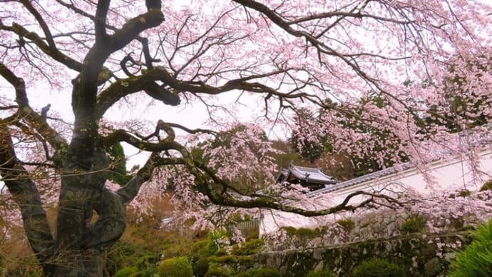 九品寺の桜　～白壁に映える一本枝垂れ