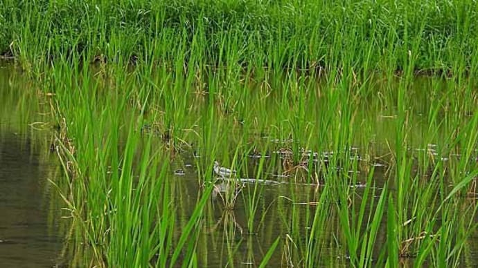 秋名水田地帯で鳥見