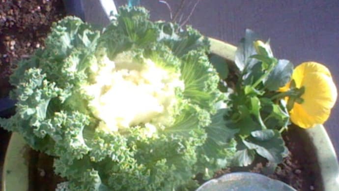 勢いで動くいて、ポットから植木鉢まで