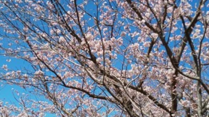 桜を見に行ってきました
