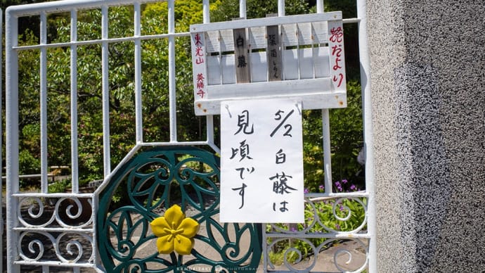 東風の中の白藤【英勝寺】見頃です!の掲示で初めて入った今年