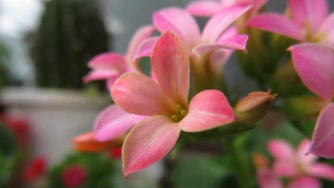 Kalanchoe