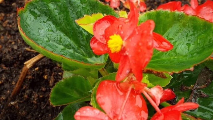 雨の中花植えボランティア