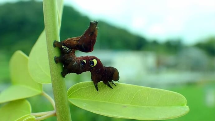 秋のアケビコノハ、羽化しました!
