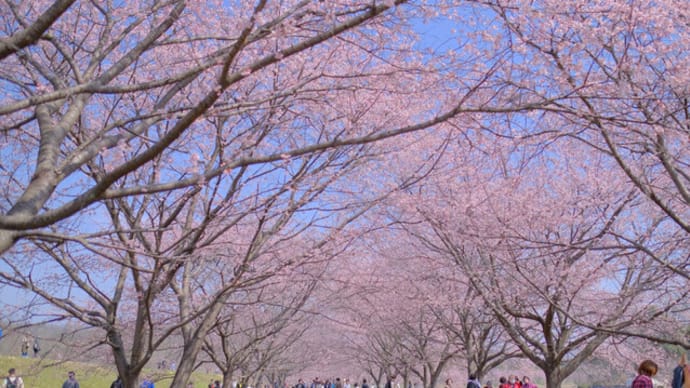 sakeの歩窓から（北浅羽桜堤公園）