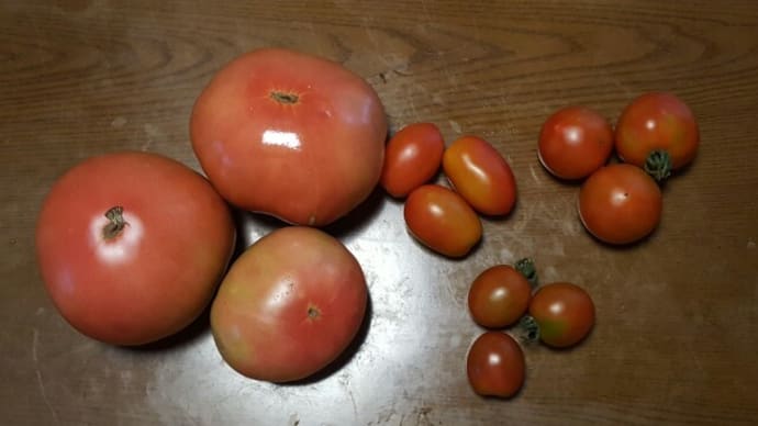 4種類のトマトの収穫です