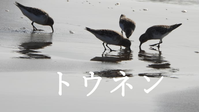 初夏の海―トウネン