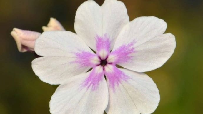 日本桜草の花 2020(1)~「小紋」