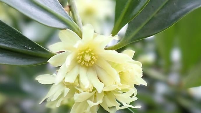 Japanese star anise