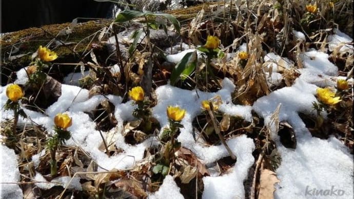 今日 ( 3/27日 ) の森から、福寿草(フクジュソウ)です。