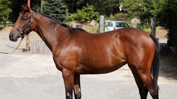 【ステラリード’22】走るルーラーシップ産駒の特長を持った馬