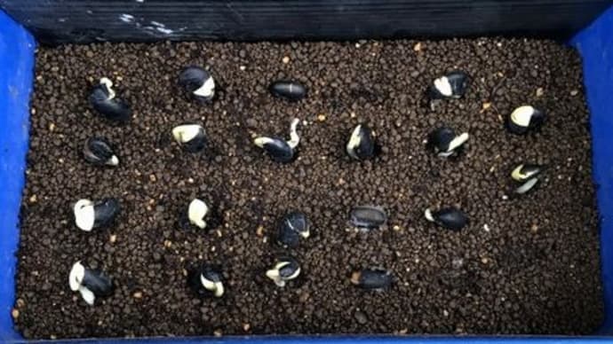 枝豆の摘芯断根栽培第2弾