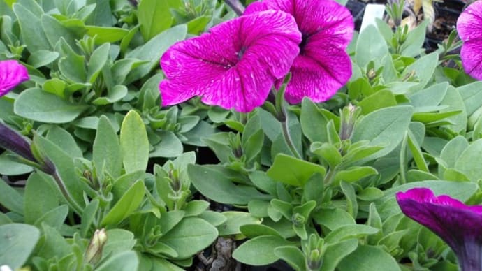 夏花壇に植え替え・続き