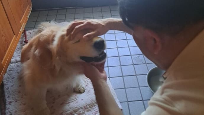 Tお兄ちゃんが来てくれたよ 庭のバラ 25.5/28