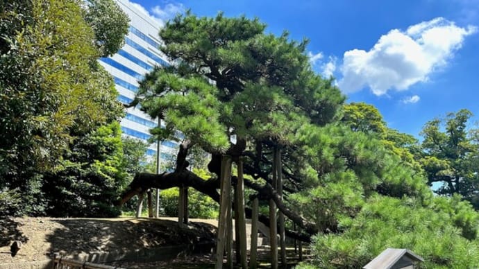 東京都中央区 浜離宮恩賜庭園 超高層ビルに囲まれた都会のオアシスに咲く秋桜
