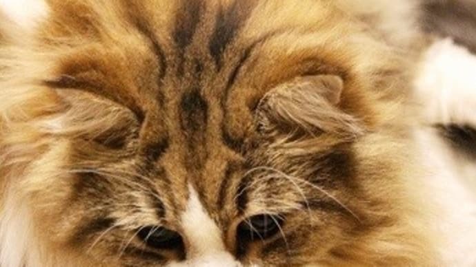 落ち着いては無理かな~