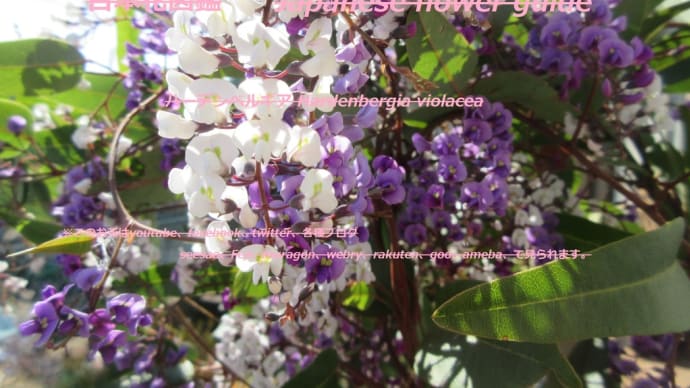お迎えは白と紫?!To welcome white and purple? !!
