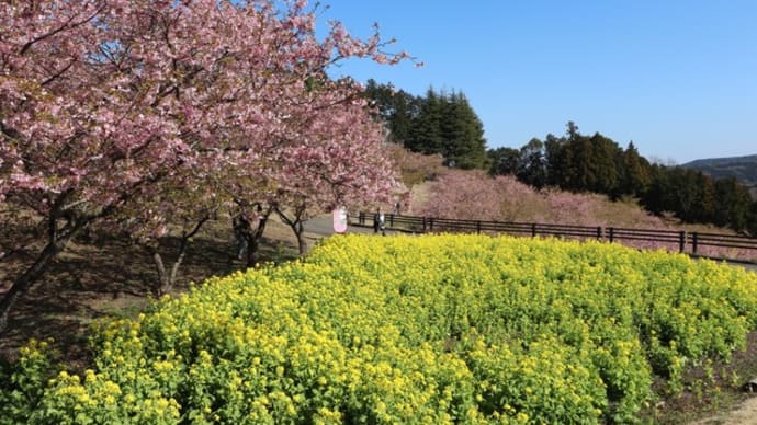 ぶらり旅・茨城県フラワーパーク④筑波山と河津桜とナノハナ(茨城県石岡市)