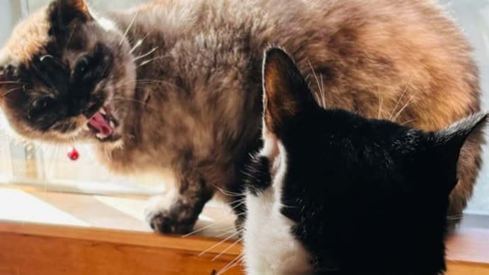 そんなに怒らないで😿