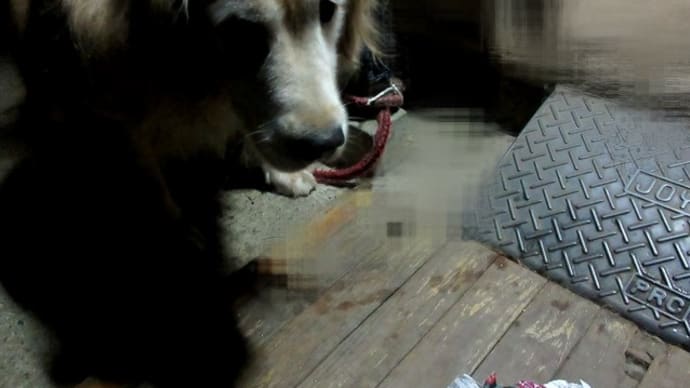 球根の袋を破ったのは だあれ? 201009