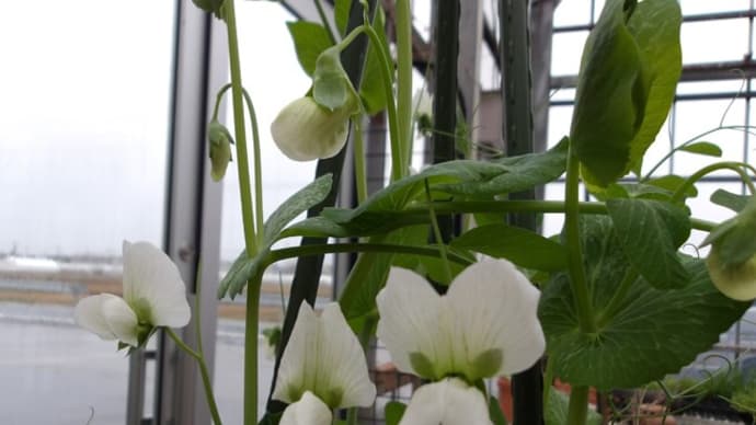 食用菊の挿し芽