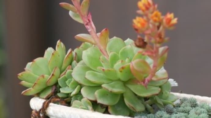 百合の季節が続く中、多肉植物は名無しに