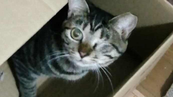 元預かり猫、うた🐱