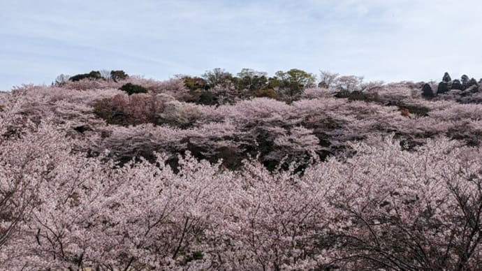 桜を見に、種松山！