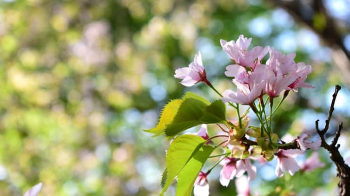 ５月４日、森に咲く桜。