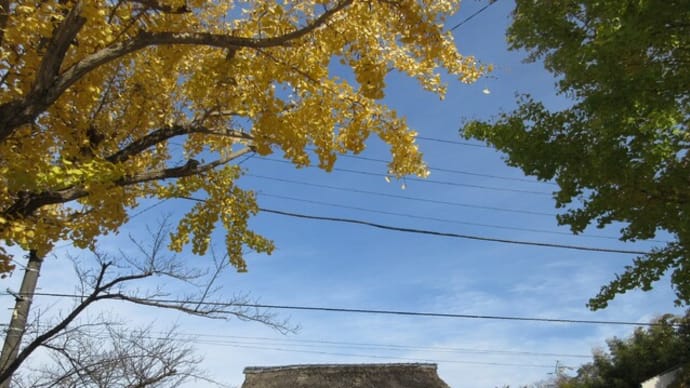 大船「龍宝寺」に参る