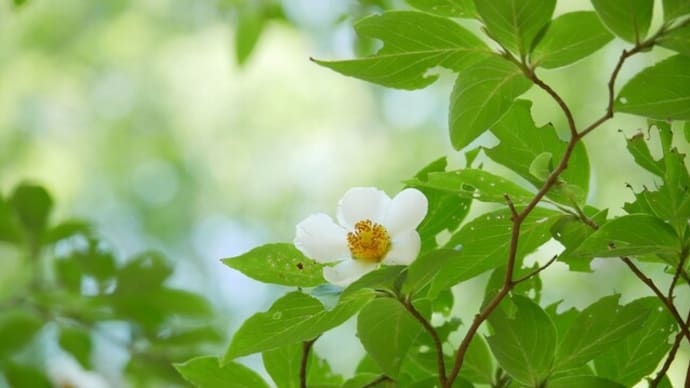 涼し気なヒメシャラの花（神戸森林植物園）