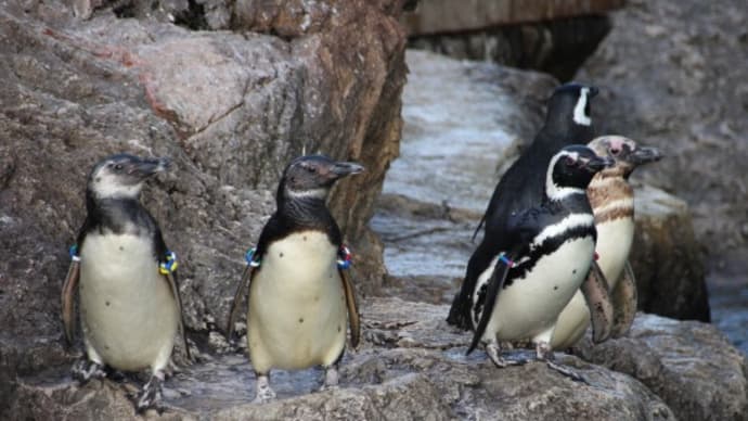 ペンギンの年齢順