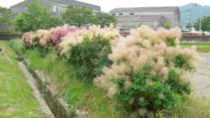 ラベンダーの時期になって来ましたが・・・・