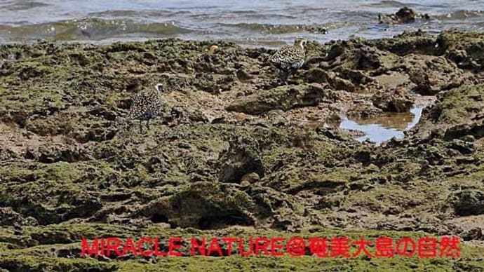 続・大瀬海岸の鳥見