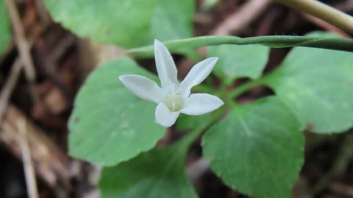 高ボッチ高原・鉢伏山で最近咲いている花　タニギキョウ（谷桔梗）