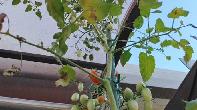 ベランダ菜園 伸びすぎたミニトマト