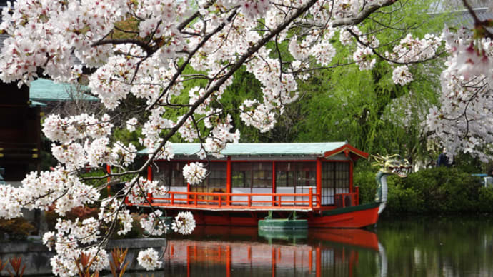2022年・神泉苑の桜　＠　京都妖怪探訪（７７７）